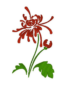 Chrysanthemum - red